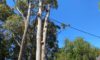 Tree Dispute Solutions for Neighbours in New South Wales
