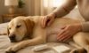 Spay Recovery Timeline: Understand Your Pet’s Journey