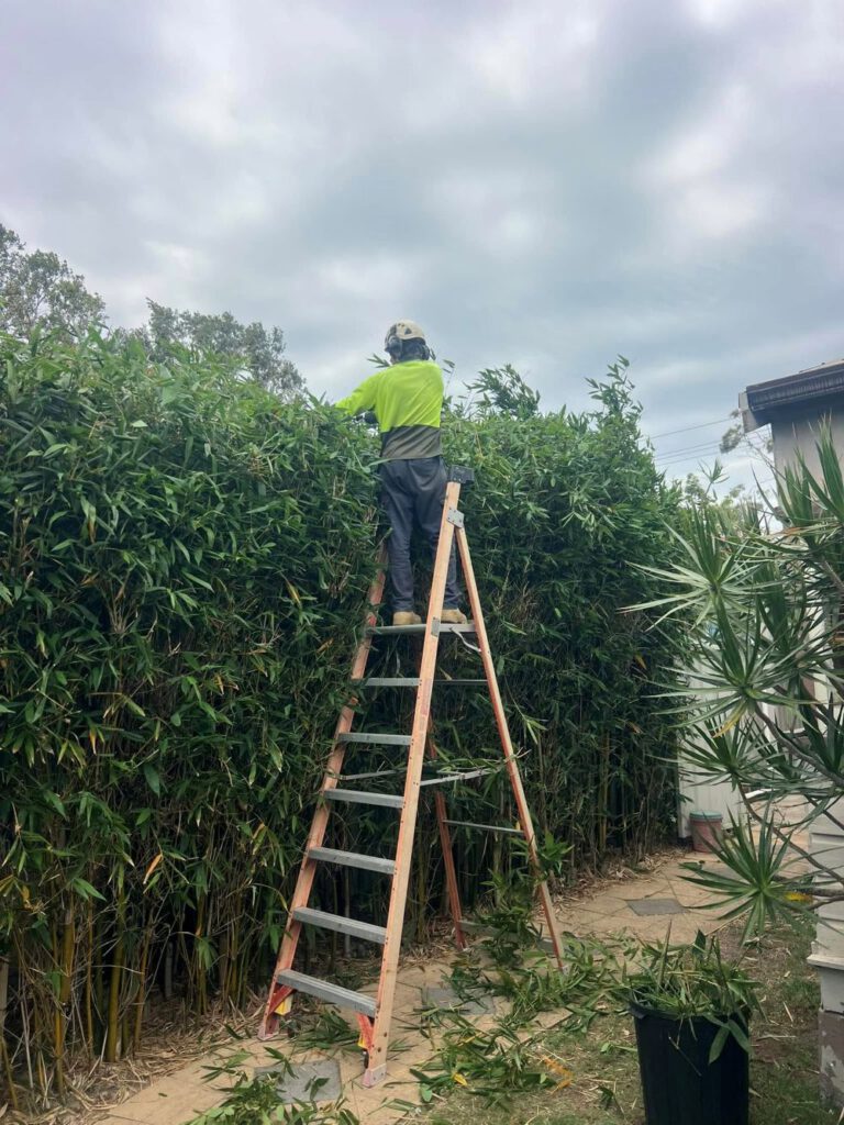 Hedging Plants: Simple Care Options for Newcastle Gardens