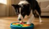 Mental Stimulation for Your Border Collie: Top Tips