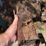 Clay Soil’s Impact on Caboolture Pipe Integrity Uncovered