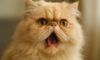 Respiratory Issues in Flat-Faced Cats: Essential Care Guide